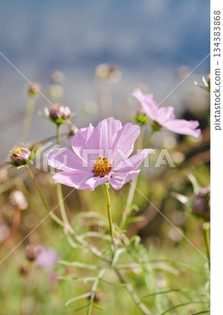 大波斯菊花的放大照片 134383868