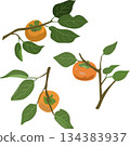 Persimmon illustration set 134383937