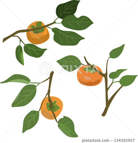 Persimmon illustration set 134383937