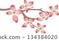 Illustration of dogwood in full bloom in spring 134384020