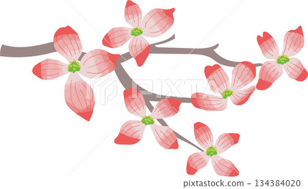 春季盛開的山茱萸插圖 134384020