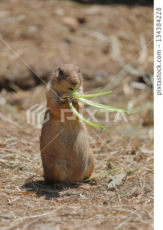 草原犬鼠叼著食物吃 134384228
