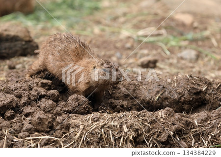 一隻泥濘的土撥鼠正在修復它的洞穴。 134384229