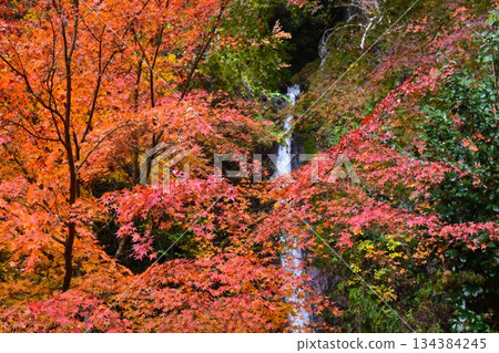 【埼玉縣秩父郡美濃町】秩父華嚴瀑布的秋葉 134384245