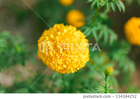 Marigold flowers famous flower in Thailand 134384252