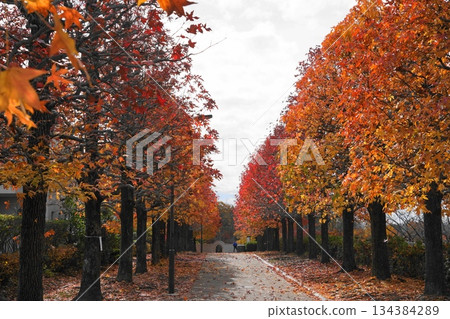 十一月，多摩229號馬羅尼公園的七葉樹秋葉和落葉鋪成的小路。 134384289