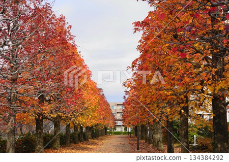 Autumn leaves of horse chestnut trees and the path of fallen leaves in November at Tama 232 Maronie Park 134384292