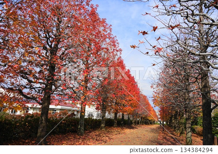 Autumn leaves of horse chestnut trees and the path of fallen leaves in November at Tama 234 Maronie Park 134384294