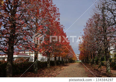 十一月，多摩237號馬羅尼公園的七葉樹秋葉和落葉鋪成的小路。 134384297