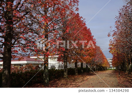 Autumn leaves of horse chestnut trees and the path of fallen leaves in November at Tama 238 Maronie Park 134384298