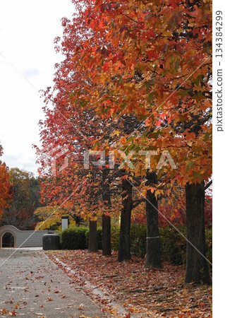 Autumn leaves of horse chestnut trees and the path of fallen leaves in November at Tama 239 Maronie Park 134384299