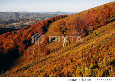 The hill. Majestic view of Carpathian mountains, autumn season 134384332