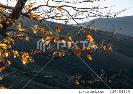 Autumn leaves. Majestic view of Carpathian mountains 134384339