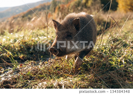 Wild boar is outdoors on the field 134384348