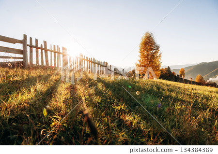 Orange colored leaves, illuminated by sunlight. Majestic view of Carpathian mountains, autumn season 134384389