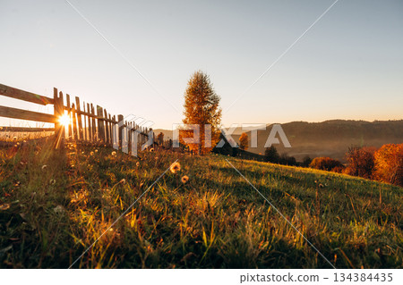 Tree is growing on the field, illuminated by sunlight. Majestic view of Carpathian mountains, autumn season Tree is growing on the field, illuminated by sunlight. Majestic view of Carpathian mountains, autumn season 134384435