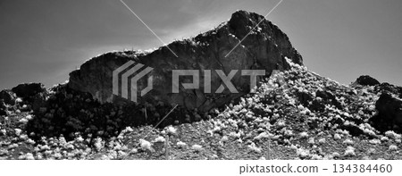 Black and White Sonoran Desert Arizona 134384460