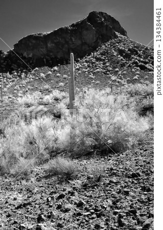 Black and White Sonoran Desert Arizona 134384461