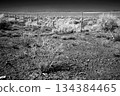 Black and White Sonoran Desert Arizona 134384465