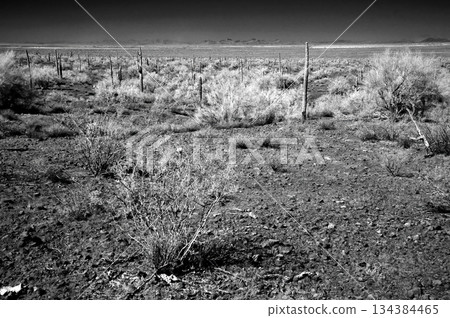Black and White Sonoran Desert Arizona 134384465