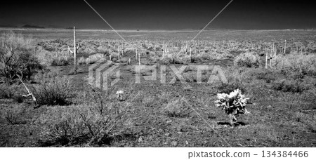 Black and White Sonoran Desert Arizona 134384466