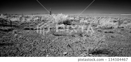 Black and White Sonoran Desert Arizona 134384467