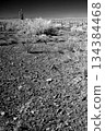 Black and White Sonoran Desert Arizona 134384468