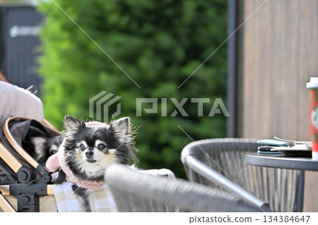 Walking with my dog, pet cart, long-coated Chihuahua 134384647