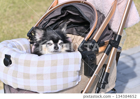 Walking with my dog, pet cart, long-coated Chihuahua 134384652
