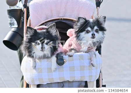 帶著我的狗,推著寵物車,我的狗是長毛吉娃娃 帶著我的狗,推著寵物車,我的狗是長毛吉娃娃 134384654