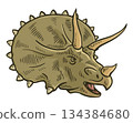 Triceratops dinosaur head isolated vintage illustration 134384680