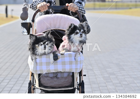 Walking with my dog, pet cart, long-coated Chihuahua 134384692
