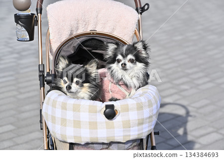 Walking with my dog, pet cart, long-coated Chihuahua 134384693