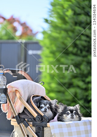 Walking with my dog, pet cart, long-coated Chihuahua Walking with my dog, pet cart, long-coated Chihuahua 134384694