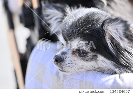 Walking with my dog, pet cart, long-coated Chihuahua Walking with my dog, pet cart, long-coated Chihuahua 134384697