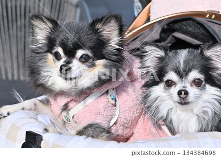 Walking with my dog, pet cart, long-coated Chihuahua Walking with my dog, pet cart, long-coated Chihuahua 134384698
