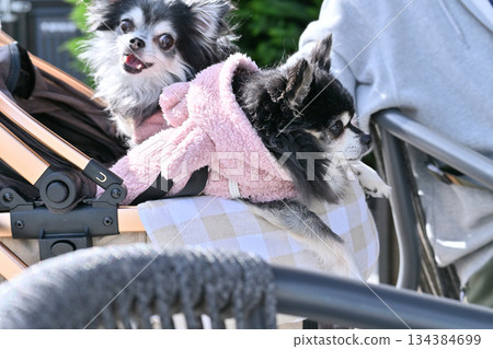 Walking with my dog, pet cart, long-coated Chihuahua 134384699