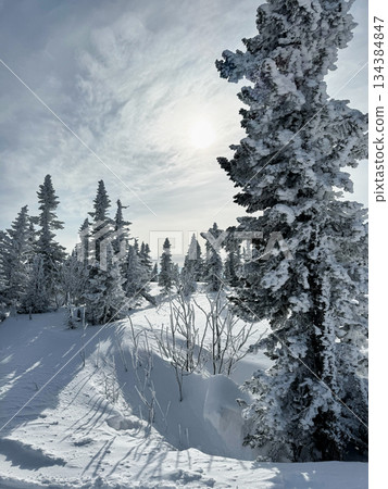 Frosted pine trees on snow-covered slope under bright winter sky. 134384847
