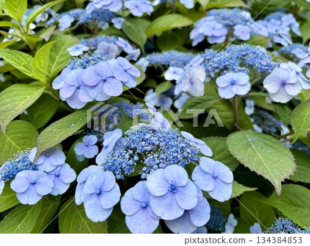 Blue hydrangeas blooming during the rainy season - moist flowers and leaves after the rain Blue hydrangeas blooming during the rainy season - moist flowers and leaves after the rain 134384853