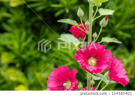 Summer hollyhocks at the end of the rainy season 134385401