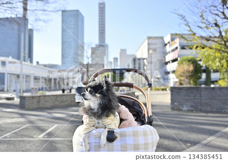 Chihuahua walking in a pet cart (Saitama New Urban Center, Saitama Prefecture) 134385451