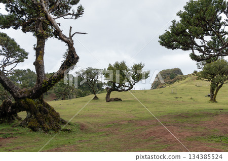 Curved laurel trees scattered across green hillside on Madeira Fanal plateau under clouds 134385524