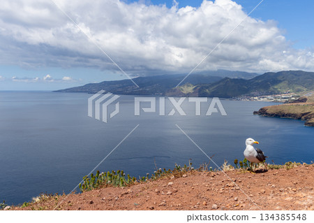 Gull on rugged cliff at Sao Lourenco Madeira overlooking calm Atlantic water mountains Gull on rugged cliff at Sao Lourenco Madeira overlooking calm Atlantic water mountains 134385548