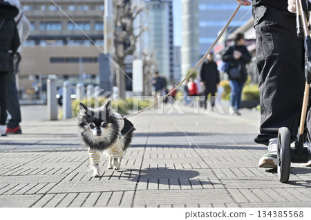 A walk in the city: Chihuahua (Saitama New Urban Center, Saitama Prefecture) 134385568