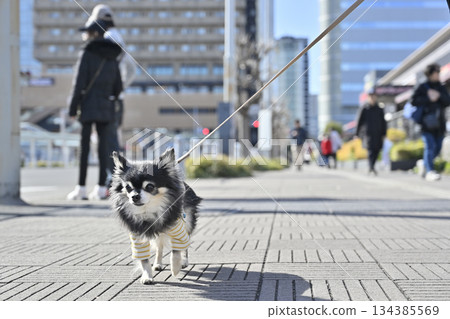 A walk in the city: Chihuahua (Saitama New Urban Center, Saitama Prefecture) 134385569