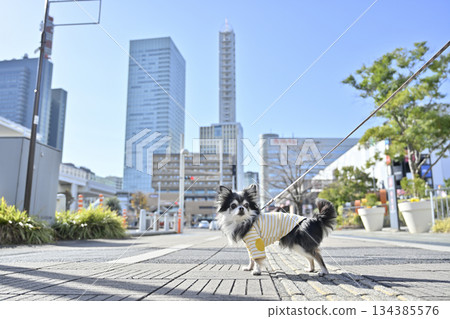 A walk in the city: Chihuahua (Saitama New Urban Center, Saitama Prefecture) A walk in the city: Chihuahua (Saitama New Urban Center, Saitama Prefecture) 134385576