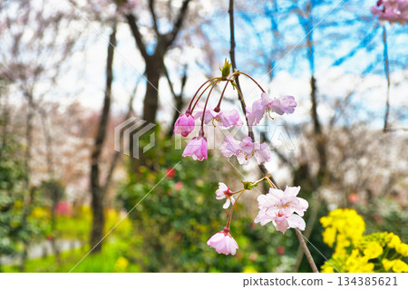 京都平野神社櫻園（京都府京都市北區） 134385621