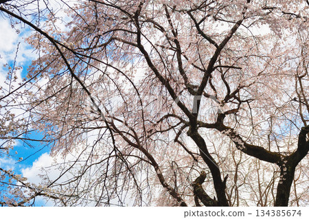京都平野神社櫻園（京都府京都市北區） 134385674