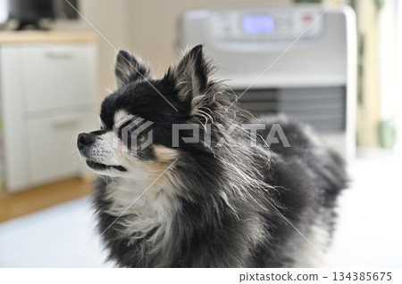 被爐子加熱的吉娃娃 134385675