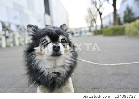 A walk in the city: Chihuahua (Saitama New Urban Center, Saitama Prefecture) A walk in the city: Chihuahua (Saitama New Urban Center, Saitama Prefecture) 134385728